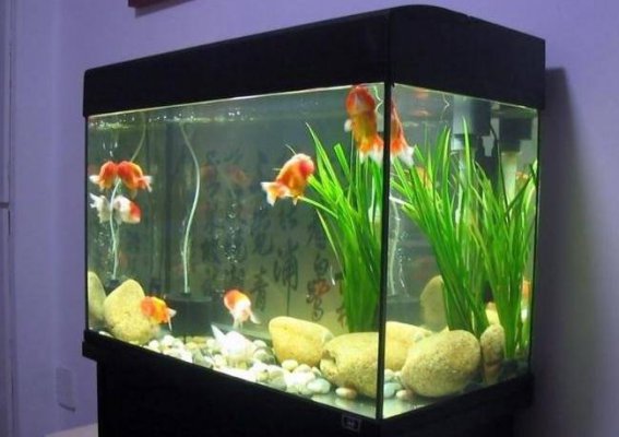 办公室鱼缸最佳摆放位置和禁忌